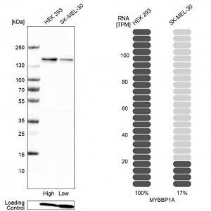 Anti-MYBBP1A antibody produced in rabbit 
