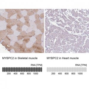 Anti-MYBPC2 antibody produced in rabbit 