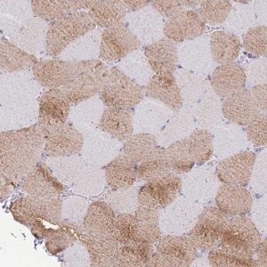 Anti-MYBPC2 antibody produced in rabbit 