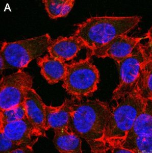 Anti-Myc tag Antibody, clone 4A6 ZooMAb Mouse Monoclonal 
