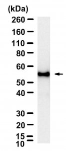 Anti-Myc tag Antibody, clone 9E10 ZooMAb Mouse Monoclonal 