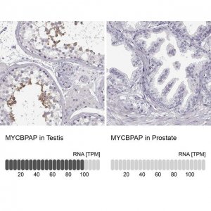 Anti-MYCBPAP antibody produced in rabbit 