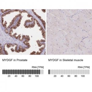 Anti-MYDGF antibody produced in rabbit 