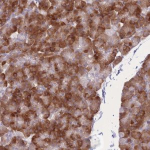 Anti-MYDGF antibody produced in rabbit 