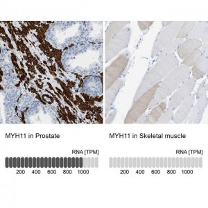 Anti-MYH11 antibody produced in rabbit 