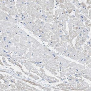 Anti-MYH11 antibody produced in rabbit 