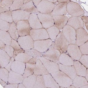 Anti-MYH14 antibody produced in rabbit 