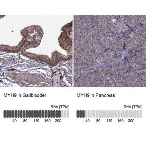 Anti-MYH9 antibody produced in rabbit 