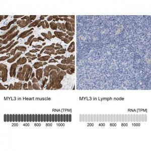Anti-MYL3 antibody produced in rabbit 
