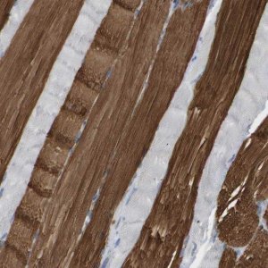 Anti-MYL3 antibody produced in rabbit 