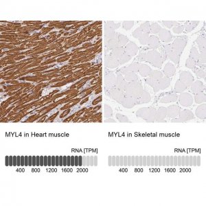 Anti-MYL4 antibody produced in rabbit 