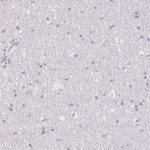 Anti-MYL4 antibody produced in rabbit 