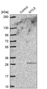 Anti-MYL5 antibody produced in rabbit HPA037381-100UL