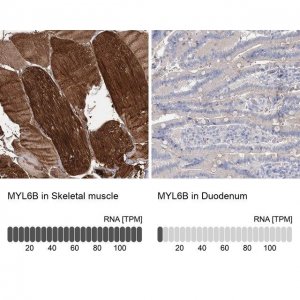 Anti-MYL6B antibody produced in rabbit HPA038887-100UL