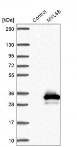 Anti-MYL6B antibody produced in rabbit HPA038887-100UL