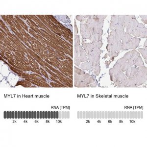 Anti-MYL7 antibody produced in rabbit 