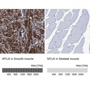 Anti-MYLK antibody produced in rabbit 