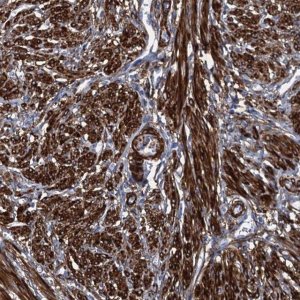 Anti-MYLK antibody produced in rabbit 