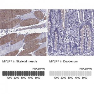 Anti-MYLPF 
