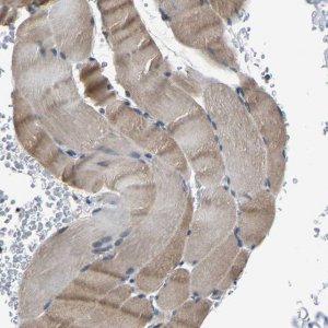 Anti-MYO18A antibody produced in rabbit 
