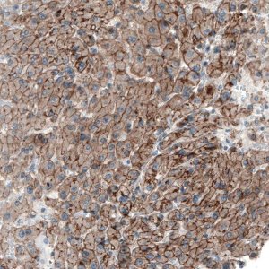 Anti-MYO1B antibody produced in rabbit 