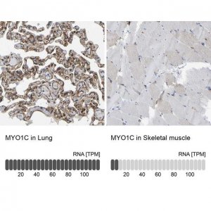 Anti-MYO1C antibody produced in rabbit 