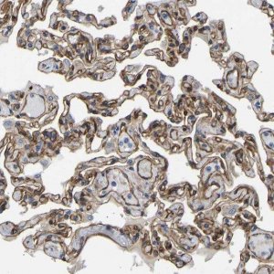 Anti-MYO1C antibody produced in rabbit 