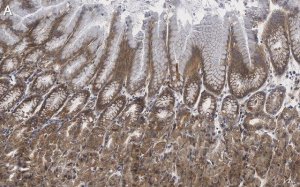Anti-MYO1C Antibody, clone 4B19, ZooMAb Rabbit Monoclonal 