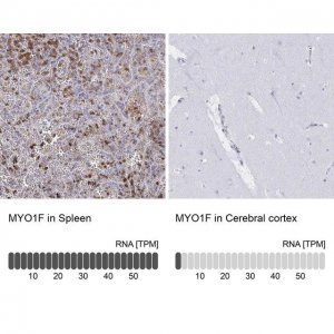 Anti-MYO1F antibody produced in rabbit 