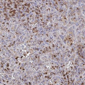 Anti-MYO1F antibody produced in rabbit 
