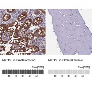 Anti-MYO5B antibody produced in rabbit 