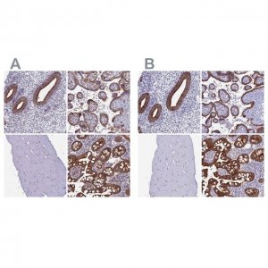 Anti-MYO5B antibody produced in rabbit 