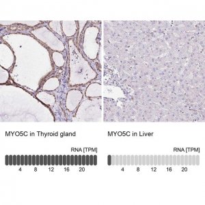 Anti-MYO5C antibody produced in rabbit 