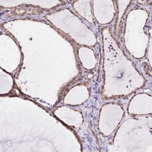 Anti-MYO5C antibody produced in rabbit 