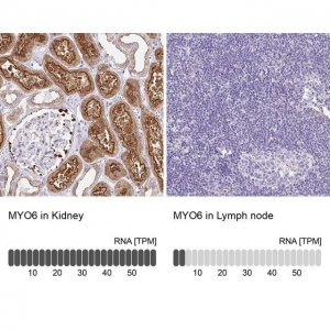 Anti-MYO6 antibody produced in rabbit 