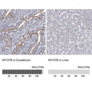 Anti-MYO7B antibody produced in rabbit 