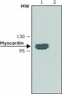 Anti-Myocardin antibody produced in rabbit SAB4200539-200UL