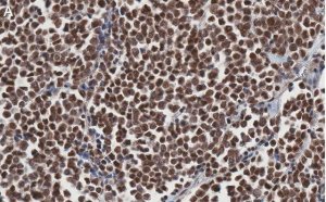 Anti-MyoD Antibody, clone 1F22 ZooMAb Rabbit Monoclonal 
