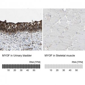 Anti-MYOF antibody produced in rabbit 