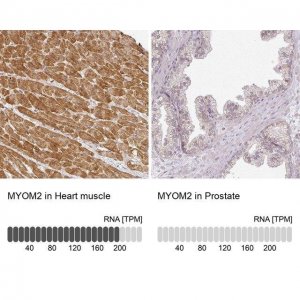 Anti-MYOM2 antibody produced in rabbit 