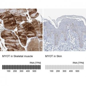 Anti-MYOT antibody produced in rabbit 