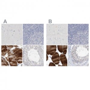 Anti-MYOT antibody produced in rabbit 