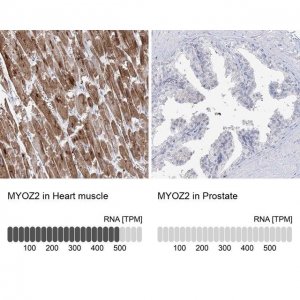 Anti-MYOZ2 antibody produced in rabbit 