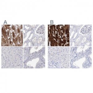 Anti-MYOZ2 antibody produced in rabbit 
