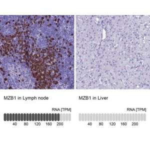 Anti-MZB1 antibody produced in rabbit HPA043745-100UL