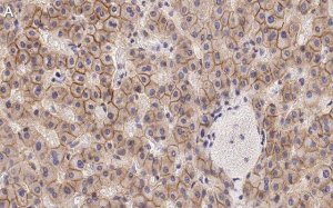 Anti-N-Cadherin Antibody, clone 3H17 ZooMAb Rabbit Monoclonal 