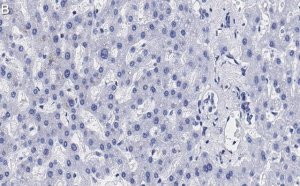 Anti-N-Cadherin Antibody, clone 3H17 ZooMAb Rabbit Monoclonal 