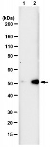 Anti-N3-Phosphohistidine (3-pHis) Antibody, clone SC39-6, ZooMAb Rabbit Monoclonal 