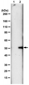 Anti-N3-Phosphohistidine (3-pHis) Antibody, clone SC56-2, ZooMAb Rabbit Monoclonal 