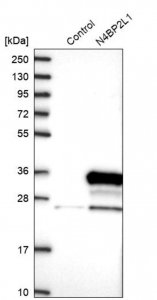 Anti-N4BP2L1 antibody produced in rabbit 